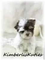 Pixie, a female Yorkshire Terrier for sale in Lipan, TX – 3 of 5