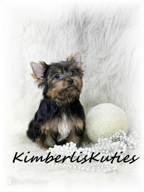 Kinley – Yorkshire Terrier puppy for sale in Lipan, TX