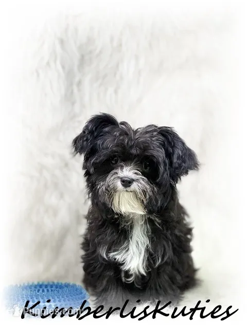 Tiny Wyatt – Yorkipoo puppy for sale in Lipan, TX