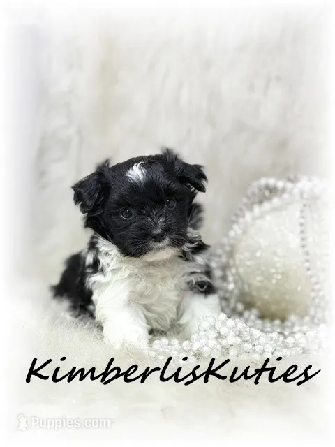 Brynlee – Yorkipoo puppy for sale in Lipan, TX