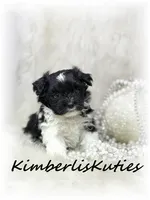 Brynlee, a female Yorkipoo for sale in Lipan, TX – 1 of 4