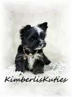 Montana, a female Yorkshire Terrier for sale in Lipan, TX – 2 of 6
