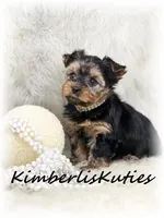 Kylie, a female Yorkshire Terrier for sale in Lipan, TX – Photo 3 of 3