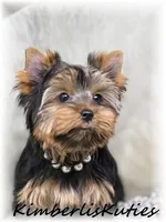 Kylie, a female Yorkshire Terrier for sale in Lipan, TX – Photo 3 of 5