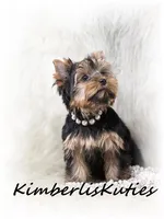 Kylie, a female Yorkshire Terrier for sale in Lipan, TX – Photo 4 of 5