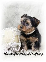 Kylie, a female Yorkshire Terrier for sale in Lipan, TX – Photo 2 of 3
