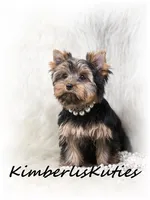 Kylie, a female Yorkshire Terrier for sale in Lipan, TX – Photo 5 of 5