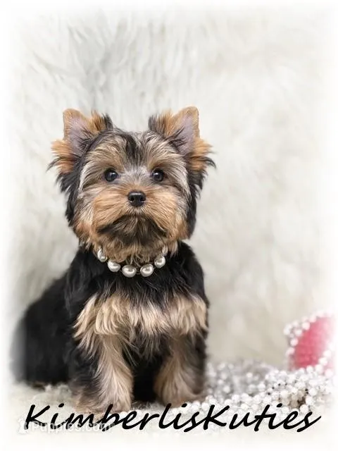 Kylie – Yorkshire Terrier puppy for sale in Lipan, TX