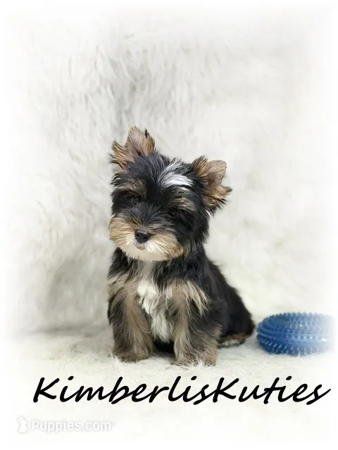 Sloane – Yorkshire Terrier puppy for sale in Lipan, TX