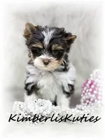 Pixie, a female Yorkshire Terrier for sale in Lipan, TX – 4 of 4