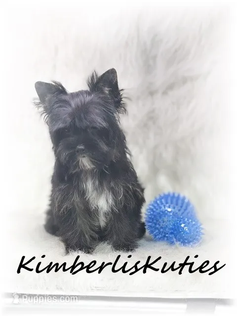 Beau – Yorkshire Terrier puppy for sale in Lipan, TX