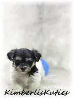 Miles, a male Yorkipoo for sale in Lipan, TX – 6 of 7