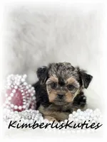 Mai, a female Yorkipoo for sale in Lipan, TX – 5 of 5