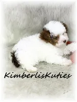 Milo, a male Yorkipoo for sale in Lipan, TX – 4 of 5