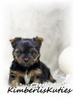 Kaylee, a female Yorkshire Terrier for sale in Lipan, TX – 1 of 2