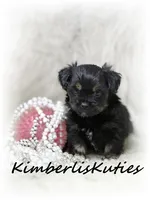 Brinley, a female Yorkipoo for sale in Lipan, TX – 4 of 4