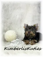 Kinley, a female Yorkshire Terrier for sale in Lipan, TX – 3 of 3