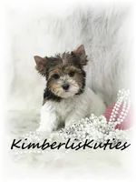 Sawyer, a female Yorkshire Terrier for sale in Lipan, TX – 3 of 4