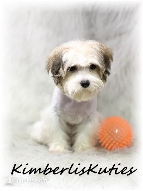 Nemo – Morkie puppy for sale in Lipan, TX