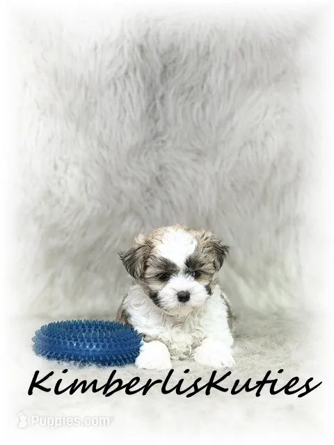 Nemo – Morkie puppy for sale in Lipan, TX
