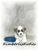 Nemo, a male Morkie for sale in Lipan, TX – 1 of 6