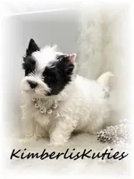 Blakely, a female Yorkshire Terrier for sale in Lipan, TX – Photo 5 of 5