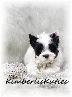 Blakely, a female Yorkshire Terrier for sale in Lipan, TX – Photo 2 of 5