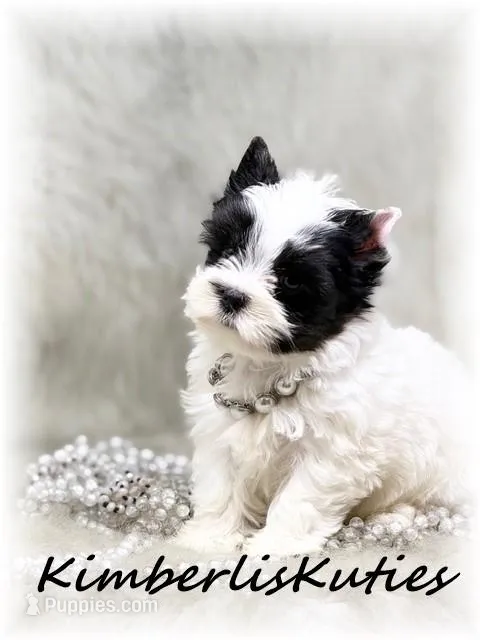 Blakely – Yorkshire Terrier puppy for sale in Lipan, TX