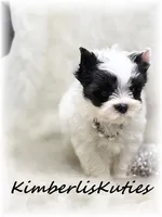 Blakely, a female Yorkshire Terrier for sale in Lipan, TX – Photo 3 of 5