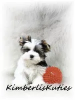 Rip, a male Yorkshire Terrier for sale in Lipan, TX – 5 of 5