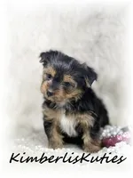 Kylie, a female Yorkshire Terrier for sale in Lipan, TX – 1 of 2