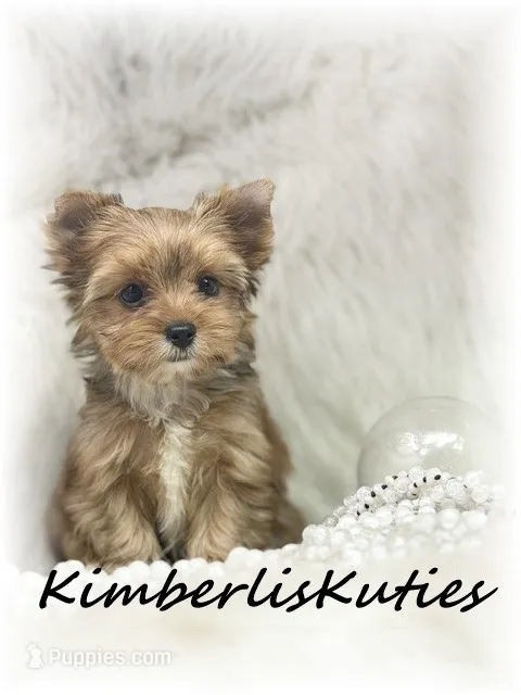 Remi – Yorkshire Terrier puppy for sale in Lipan, TX