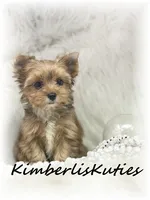 Remi, a female Yorkshire Terrier for sale in Lipan, TX – 1 of 5