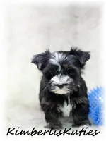 Memphis, a male Yorkshire Terrier for sale in Lipan, TX – 4 of 4