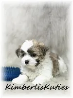 Nemo, a male Morkie for sale in Lipan, TX – 5 of 6