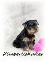 Khloe, a female Yorkshire Terrier for sale in Lipan, TX – 3 of 3