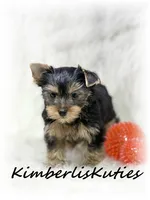 Koda, a male Yorkshire Terrier for sale in Lipan, TX – 3 of 4