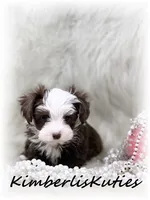 Tiny Wren, a female Yorkipoo for sale in Lipan, TX – Photo 1 of 3