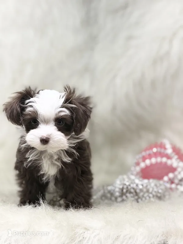 Tiny Wren – Yorkipoo puppy for sale in Lipan, TX