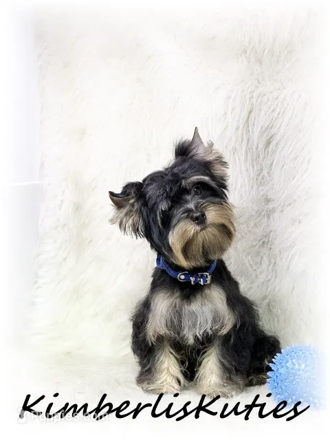 Kingston – Yorkshire Terrier puppy for sale in Lipan, TX