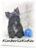 Beau, a male Yorkshire Terrier for sale in Lipan, TX – 3 of 3