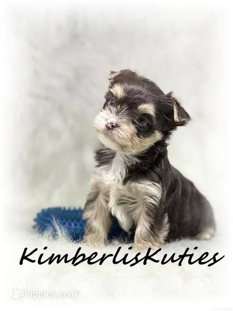 Seth – Yorkshire Terrier puppy for sale in Lipan, TX