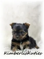 Kaylee, a female Yorkshire Terrier for sale in Lipan, TX – 2 of 2