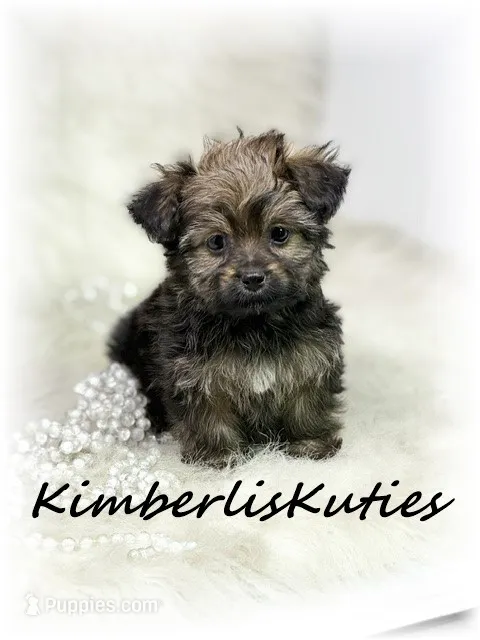 Little  – Yorkipoo puppy for sale in Lipan, TX