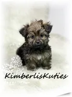Little , a female Yorkipoo for sale in Lipan, TX – 1 of 3