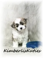 Nemo, a male Morkie for sale in Lipan, TX – 6 of 6