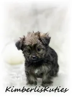 Little , a female Yorkipoo for sale in Lipan, TX – 2 of 3