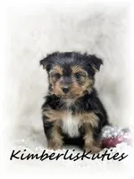 Kylie, a female Yorkshire Terrier for sale in Lipan, TX – 2 of 2