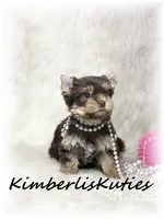 Tipsy, a female Yorkshire Terrier for sale in Lipan, TX – 6 of 7