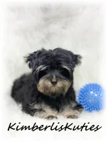 Kingston, a male Yorkshire Terrier for sale in Lipan, TX – 2 of 2